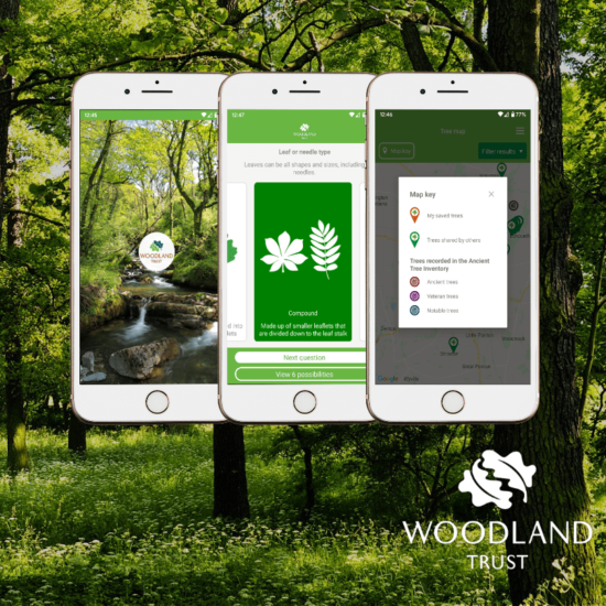 iPhone 6 white screenshots of the iOS British Tree id app set against woodland