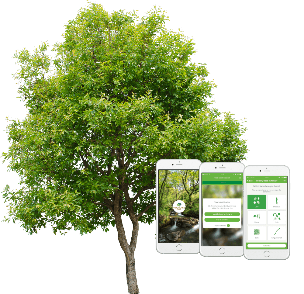 Rowan tree in spring with 3 screenshots of Woodland Trust tree id app